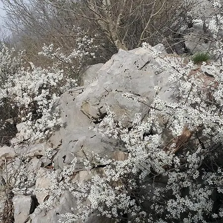 Alloggio per agriturismo Homestead Vrbin Divača