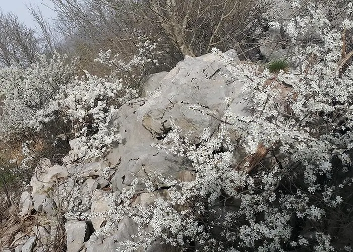 Feriegård Homestead Vrbin Divača